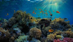 Alertan del peligro de los arrecifes, manglares y pastos marinos en República Dominicana