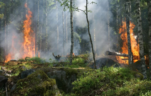 Día Mundial de la Prevención de Incendios Forestales.