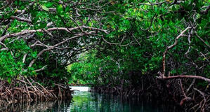 Descubriendo Montecristi: Entre Manglares, Historia y Horizontes Inolvidables