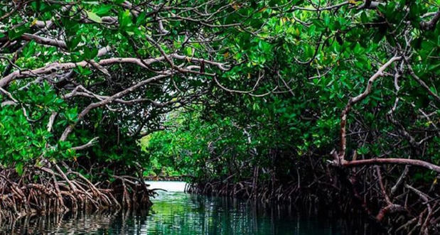 Descubriendo Montecristi: Entre Manglares, Historia y Horizontes Inolvidables