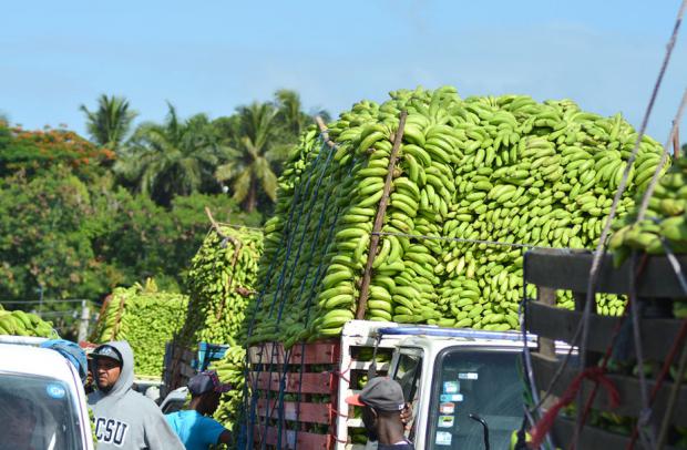 República Dominicana busca invertir 94 millones de dólares para modernizar su sector bananero