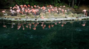 Zoológico Nacional desmiente importación de especies venenosas