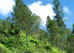 Descubre seis santuarios naturales en República Dominicana para conectar con lo divino