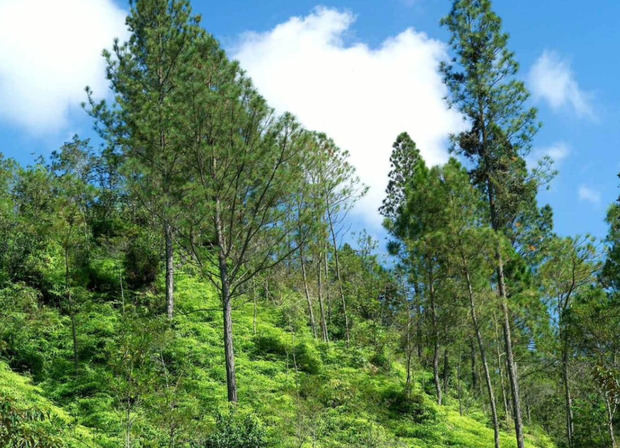 Seis santuarios naturales de República Dominicana especiales para escapadas cerca de Dios