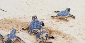 Fundación Eco-Bahía lidera el congreso WIDECAST sobre conservación de tortugas marinas en el Caribe