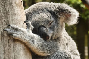 El koala tiene sed: Australia descubre cómo el calor extremo afecta al icono del país
