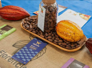 El cacao dominicano cumplirá nuevos requisitos de calidad de la Unión Europea