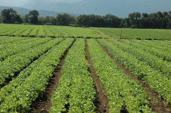 Siembra de habichuelas