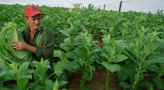 Representantes de 22 países discuten sobre el futuro del tabaco
