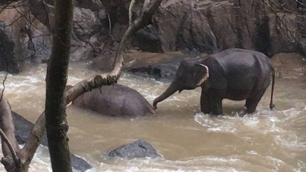 El parque nacional de Khao Yai está de luto después de que diez elefantes se hayan despeñado por una cascada para salvar a una cría.