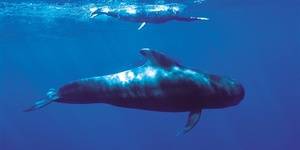 La pesca y los delfinarios son principales amenazas para los cetáceos, según Ecologistas
