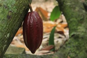 Cacao de República Dominicana es el mejor del mundo