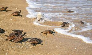 Al conmemorarse el Dí­a Mundial de las Tortugas: Medio Ambiente libera tres de estas especies en playa de Güibia