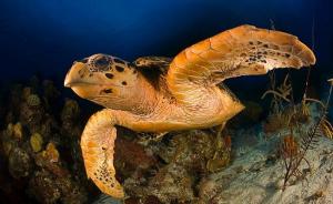 Una tortuga marina tiene 22 % de probabilidad de morir si ingiere un plástico