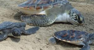 Unas 300 tortugas en peligro de extinción murieron en redes de atún en México