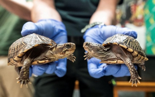 Pruebas realizadas en más de 100 tortugas marinas revelaron que todas ellas tenían microplásticos en el estómago.