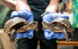 Todas las especies de tortugas tienen microplásticos dentro, según un estudio