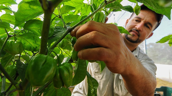 Agricultor en plena faena