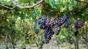 Cultivadores de uva Neiba reciben pago por vino entregado en canasta navide&#241;a 