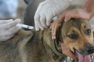 Salud Pública vacunará perros y gatos para evitar la transmisión de la rabia