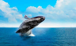 Samaná, hospedaje de reproducción de las ballenas jorobadas