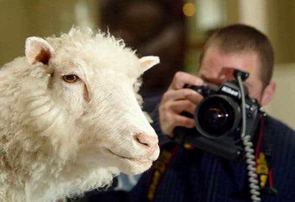 La oveja Dolly, el experimento que revolucionó la biología.